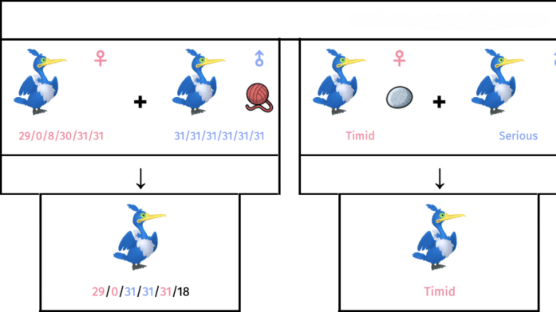 Pokemon breeding example of Cramorant showing IV inheritance with Destiny Knot and nature passing with Everstone